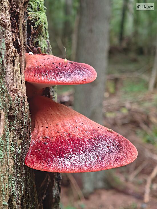 Fistulina hepatica