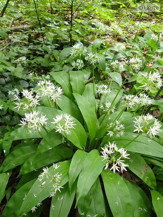 Alium ursinum
