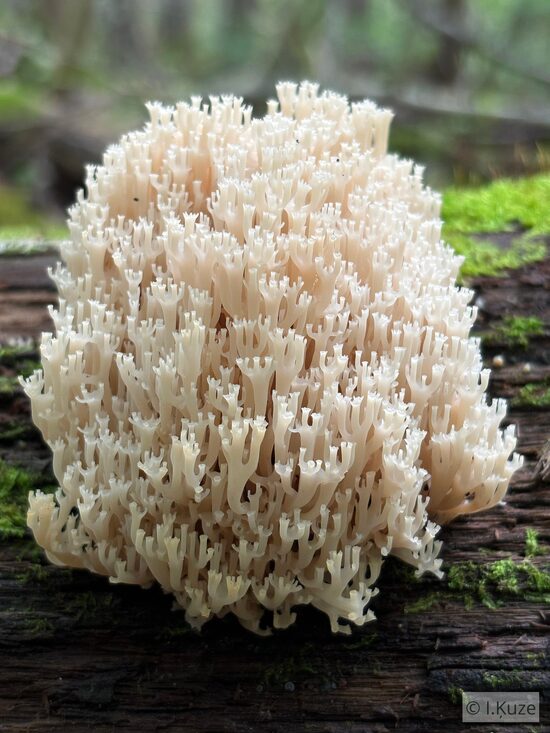 Artomyces pyxidatus