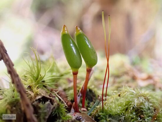 Buxbaumia viridis