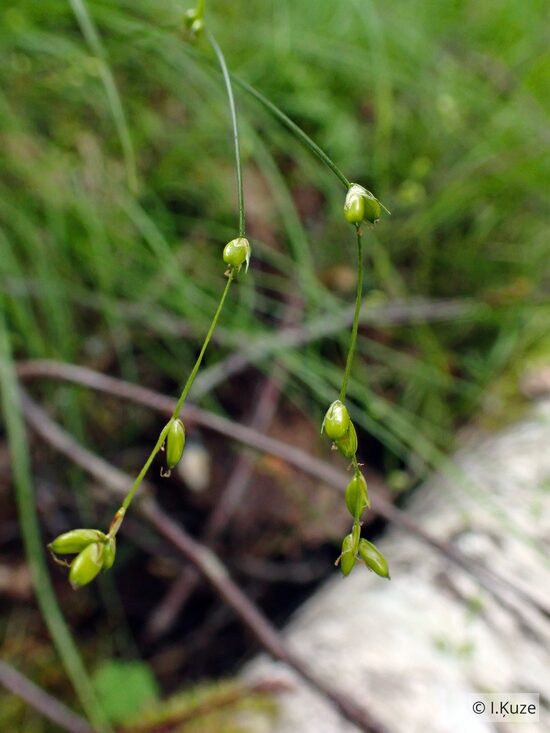 Carex disperma