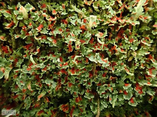 Cladonia norvegica