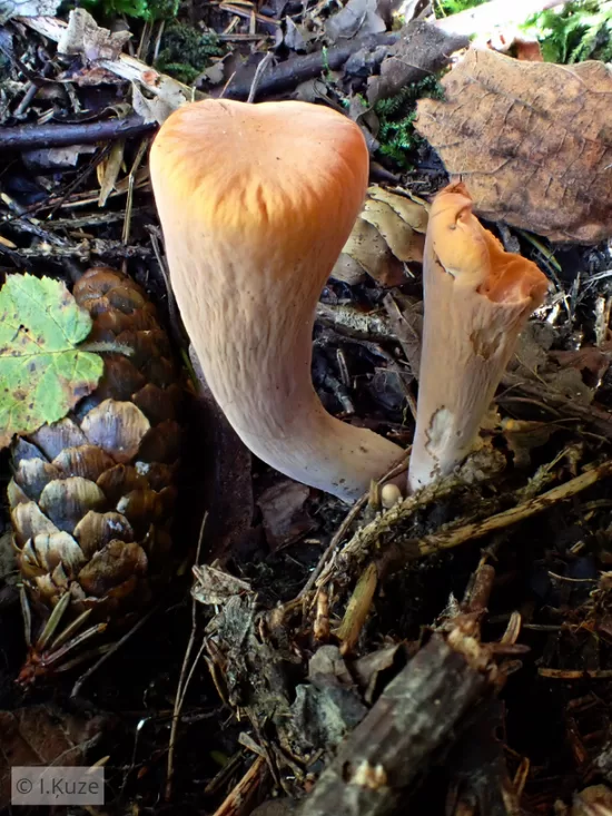 Clavariadelphus truncatus