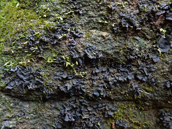 Collema flaccidum