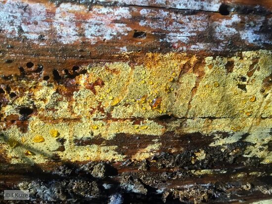 Crustoderma dryinum