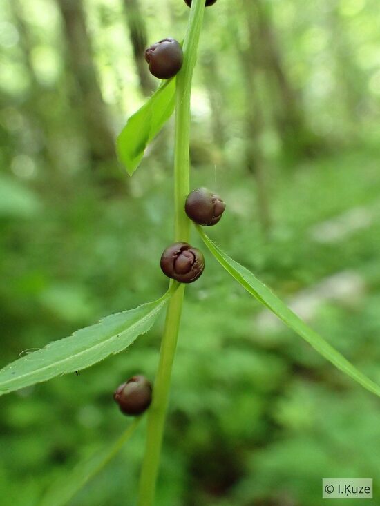 Dentaria bulbifera