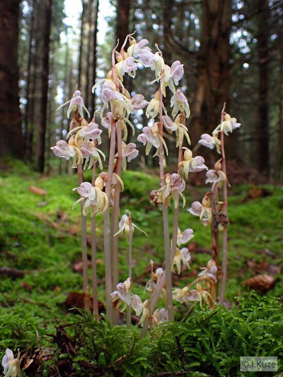 Epipogium aphyllum