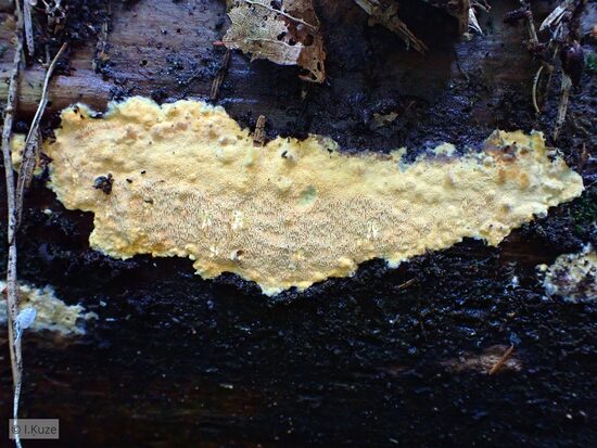 Erastia aurantiaca