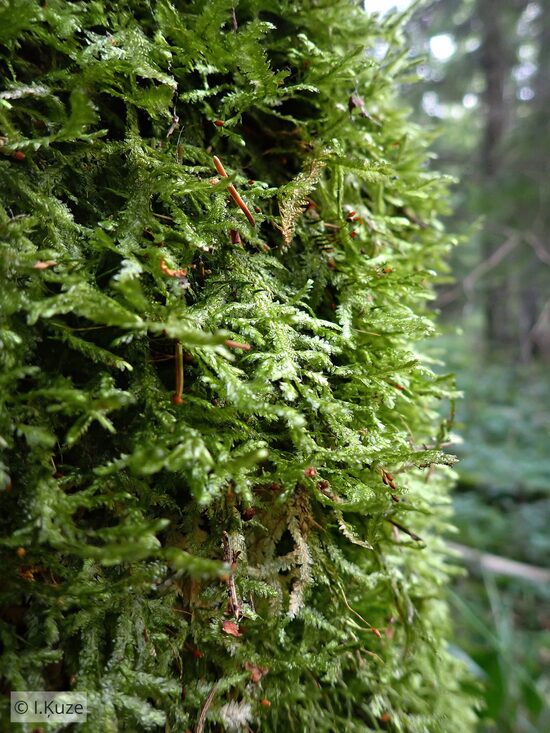 Exsertotheca crispa
