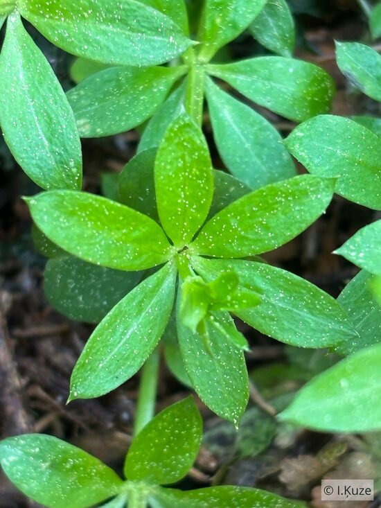 Galium triflorum