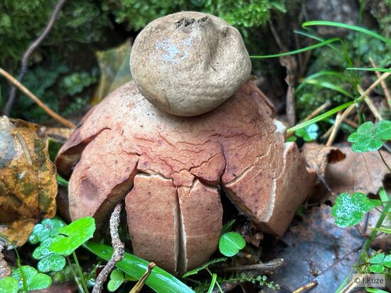 Geastrum rufescens