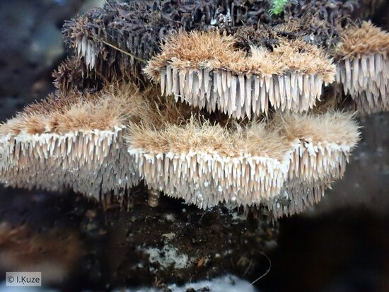 Gloiodon strigosus