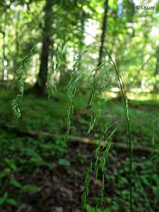 Glyceria lithuanica