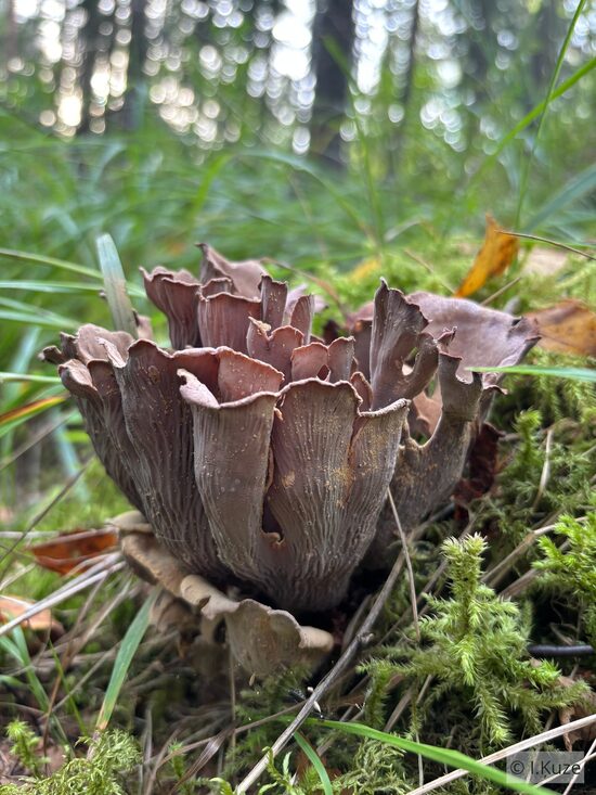 Gomphus clavatus
