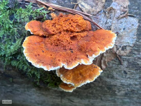 Pycnoporellus fulgens