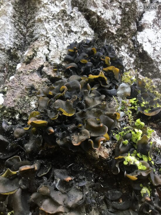 Leptogium saturninum