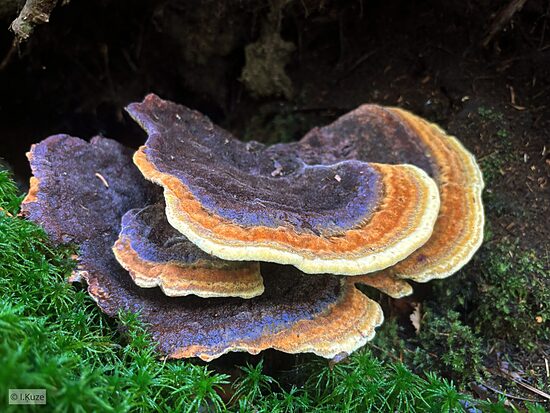Phaeolus schweinitzii
