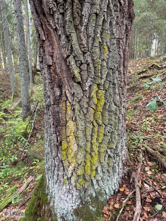 Chrysothrix candelaris