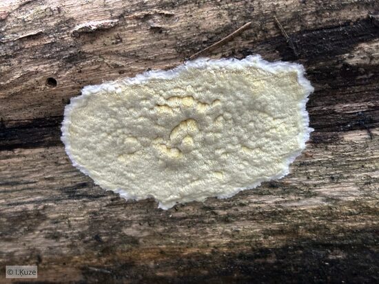 Gloeoporus pannocinctus