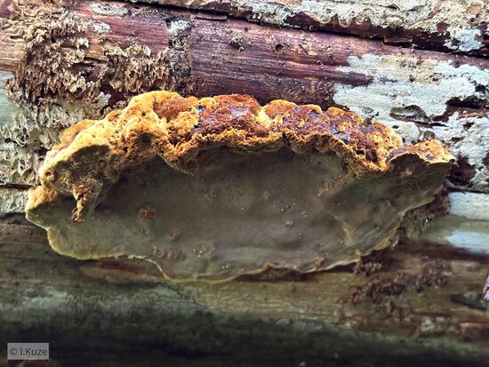 Phellopilus nigrolimitatus