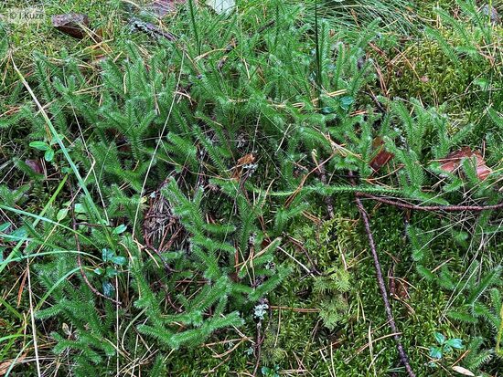 Lycopodium clavatum