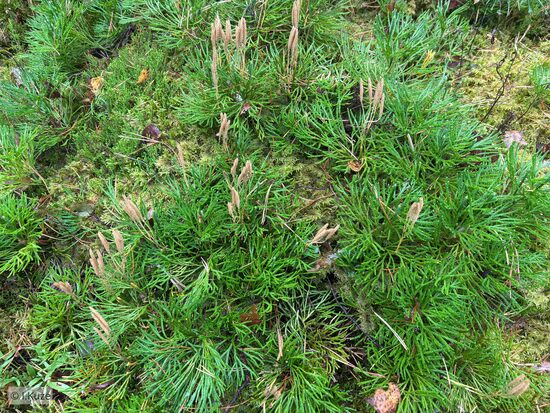 Diphasiastrum x zeilleri