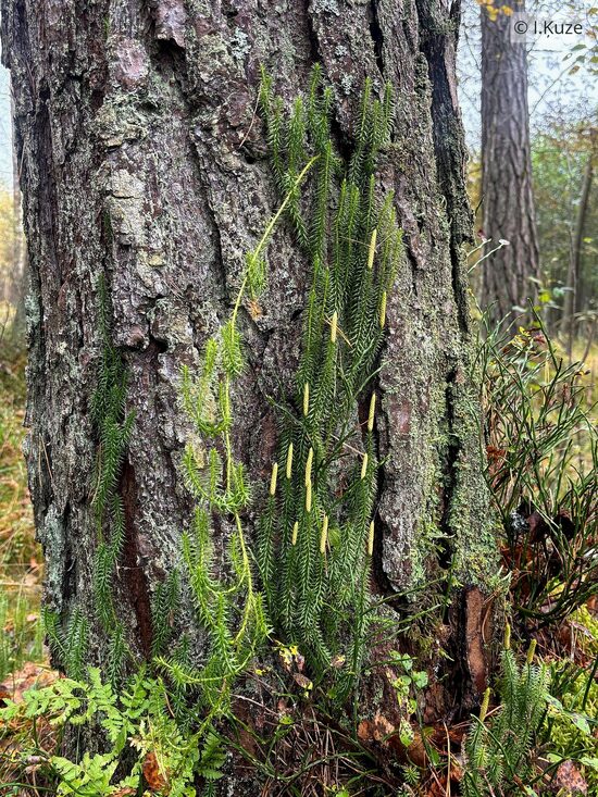 Lycopodium annotinum