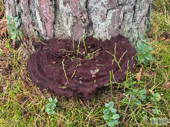 Phaeolus schweinitzii