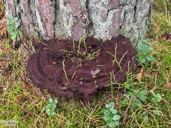 Phaeolus schweinitzii