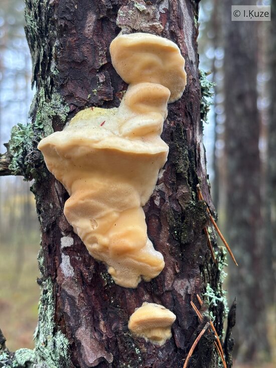 Diplomitoporus flavescens