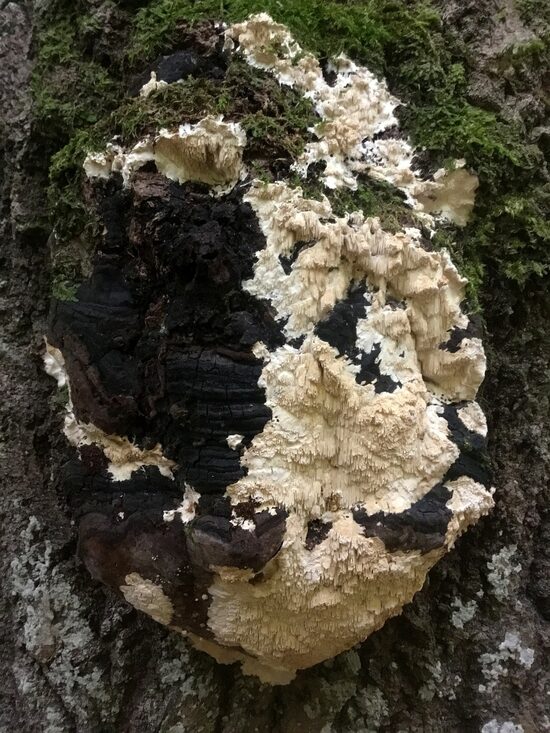 Junghuhnia pseudozilingiana