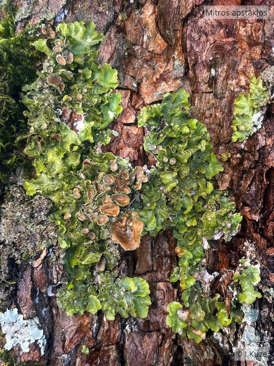 Pleurosticta acetabulum