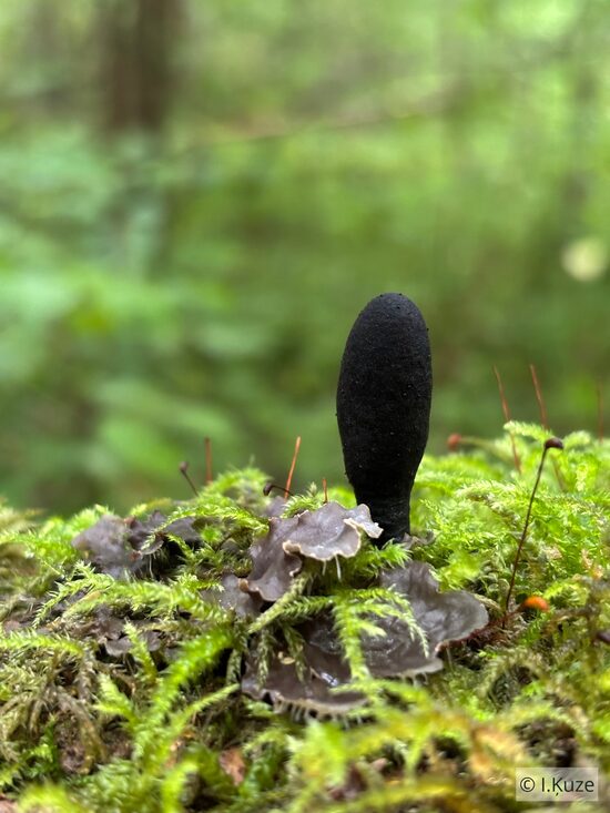 Xylaria polymorpha