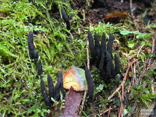 Xylaria longipes