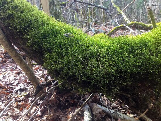 Antitrichia curtipendula