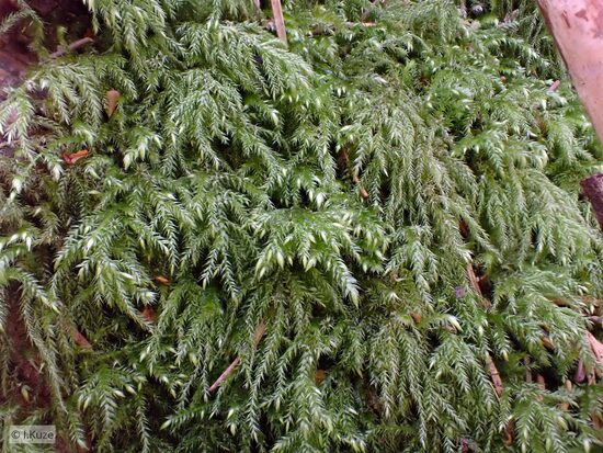 Isothecium myosuroides