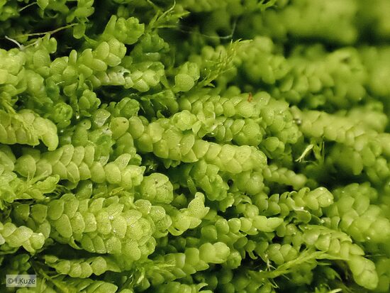 Lejeunea cavifolia