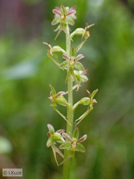 Listera cordata