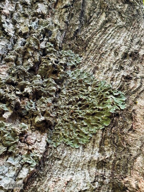 Ricasolia amplissima