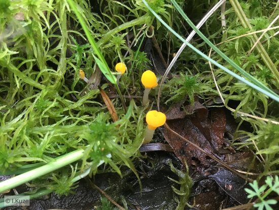 Mitrula paludosa