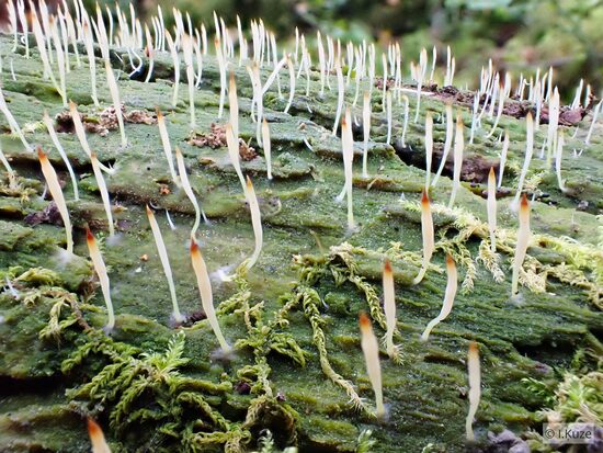 Multiclavula mucida