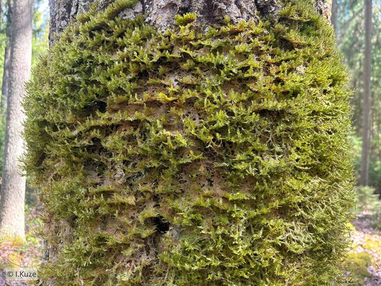 Neckera pennata