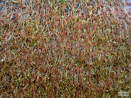 Nowellia curvifolia