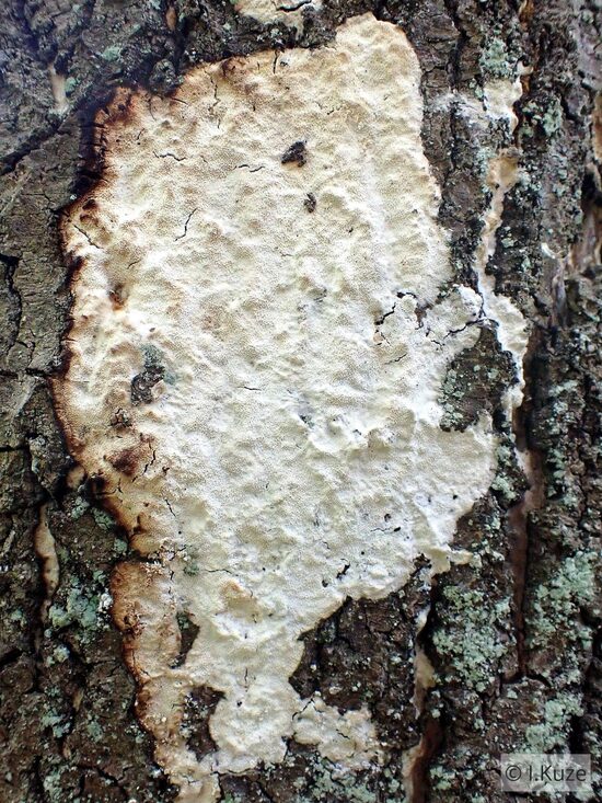 Oxyporus corticola