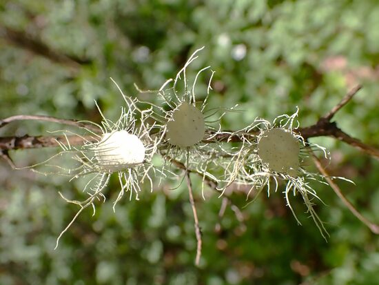 Usnea florida