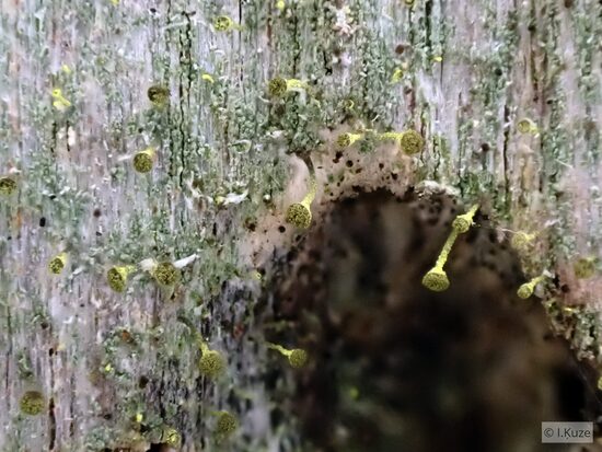 Chaenotheca chlorella