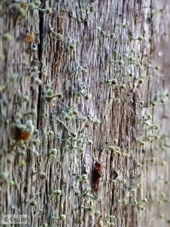 Chaenotheca brachypoda