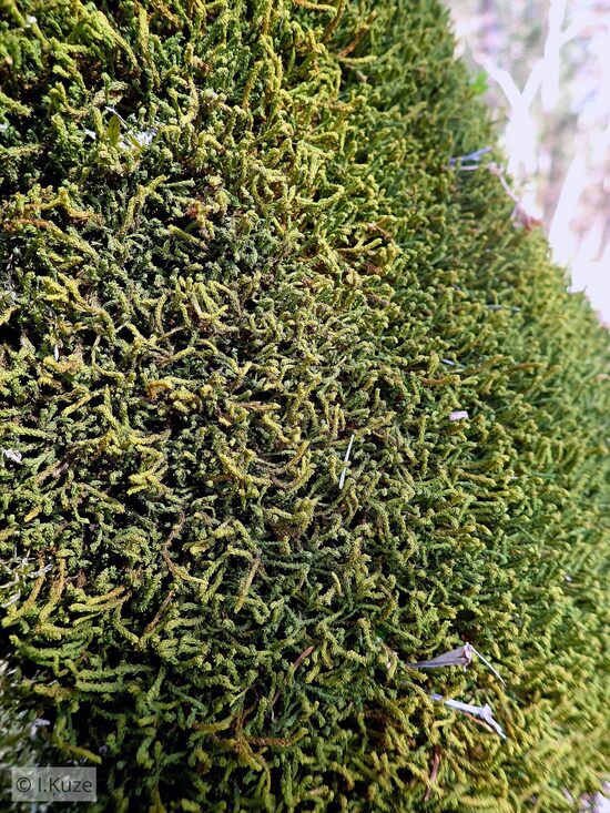 Anomodon viticulosus