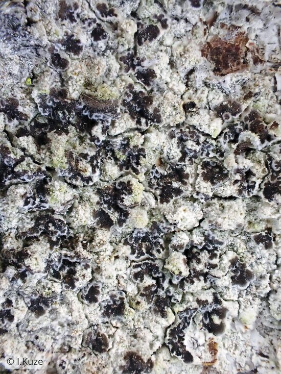 Arthonia leucopellea