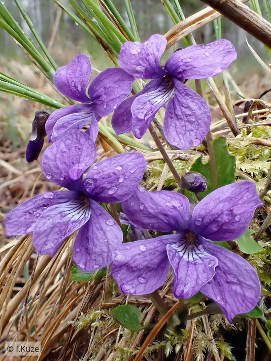 Viola uliginosa